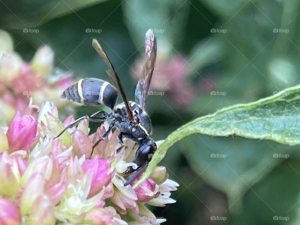 Abelha encolhida sugando fortemente o néctar de uma linda flor. Fundo desfocado destacando a abelha e a flor.