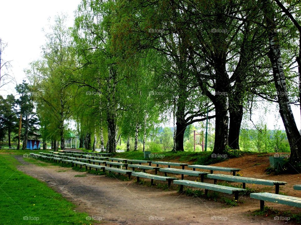 Tree, Park, Wood, Guidance, Nature