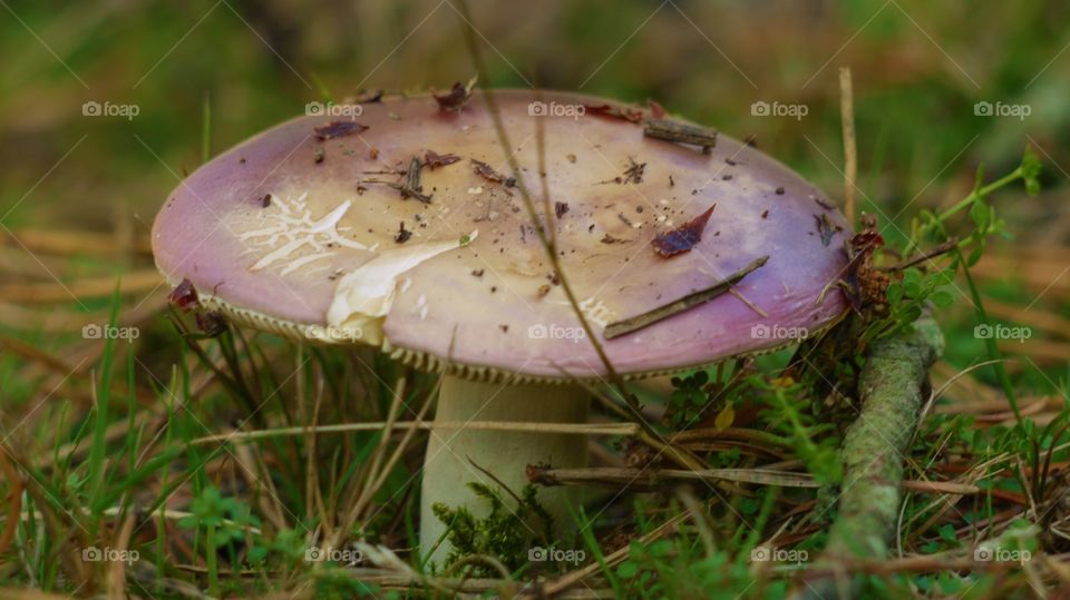 Table Mushroom. Mushroom in the New Forest