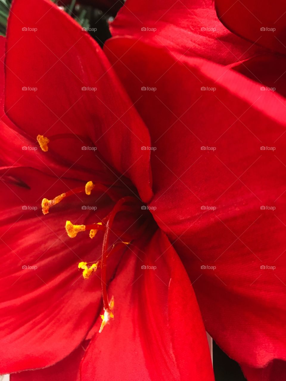 Red flowers 