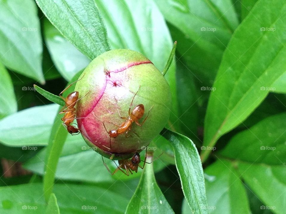 Ant bud