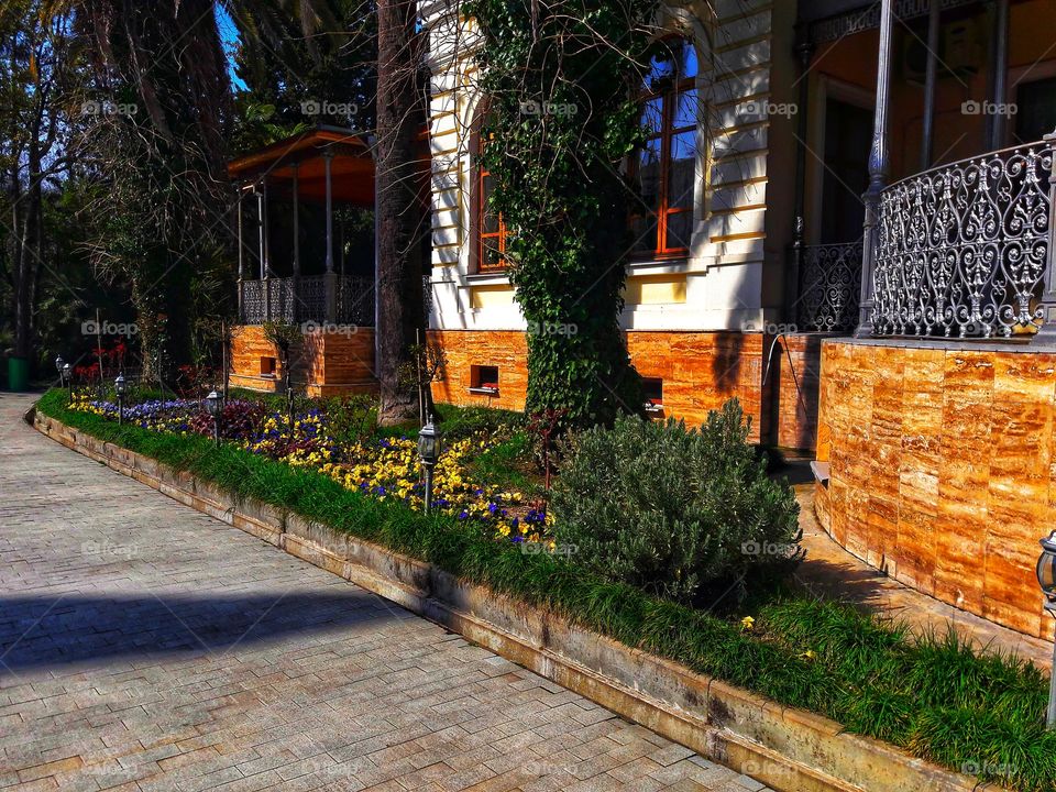 Spring flowers wild nature greens outdoor plant flower beauty