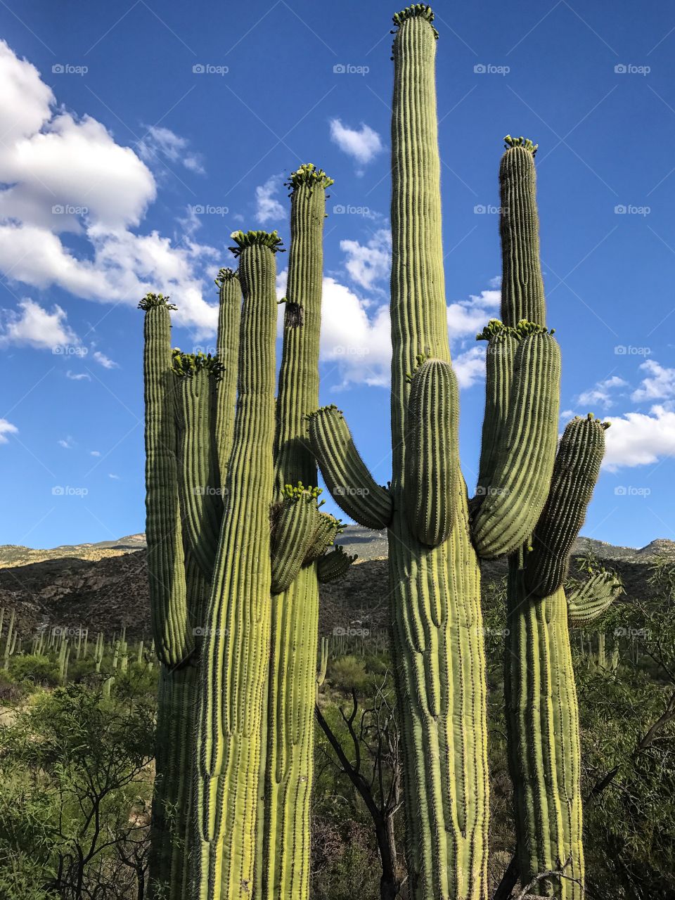 Desert Landscape - Cactus 