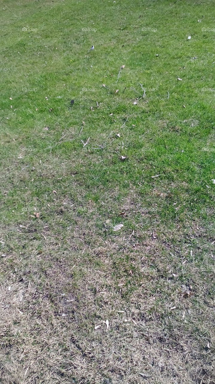 First spring grass