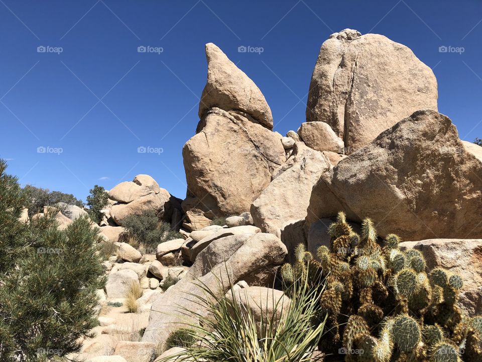 joshua tree park nature