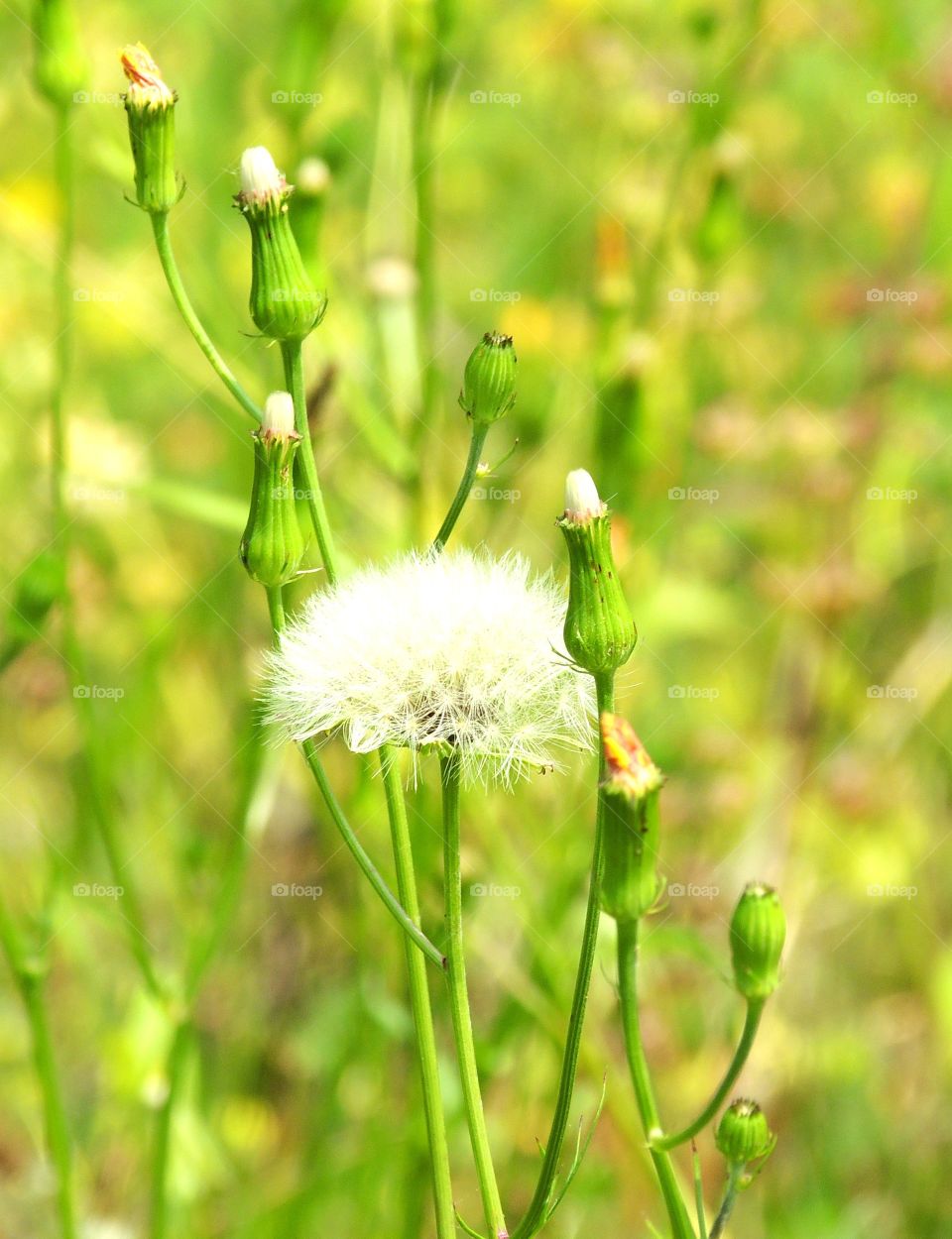 Dandelion in spring. Springtime wildflowers 