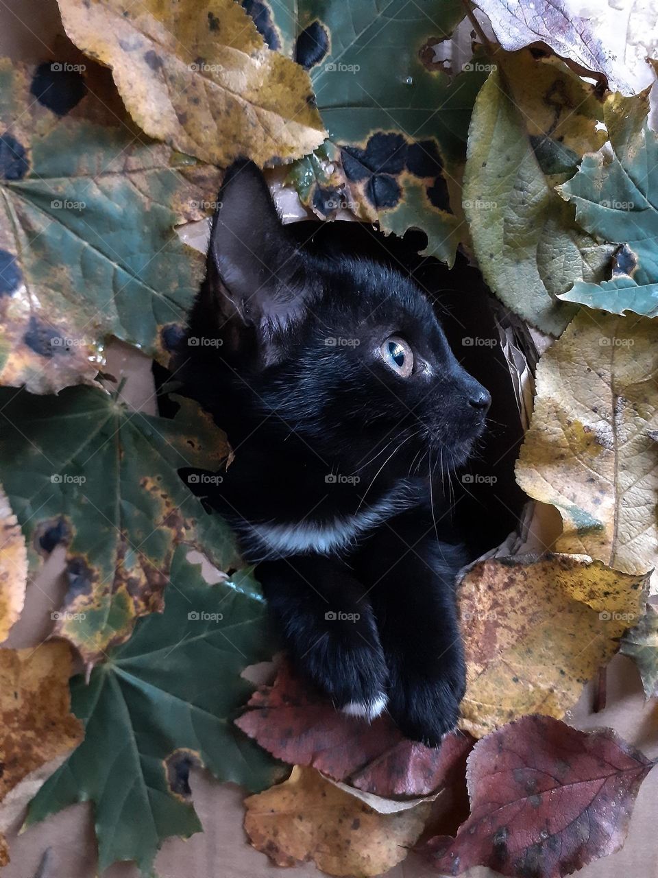 Black cat among autumn leaves
