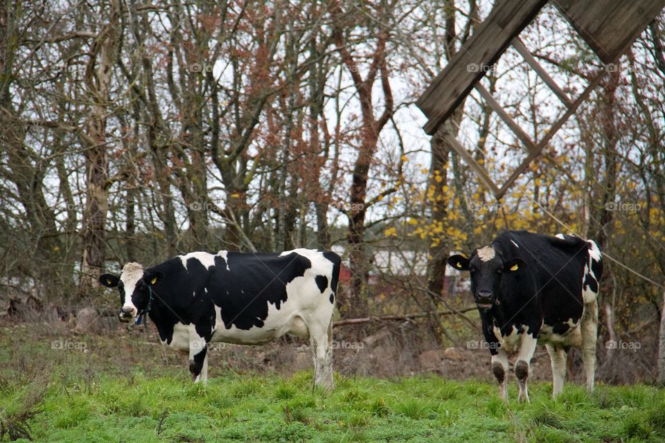 Windmill and cows 