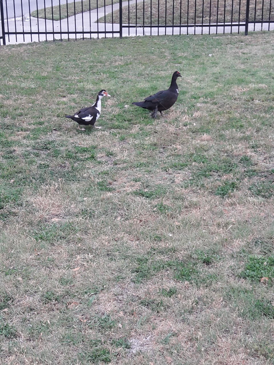 Duck squad