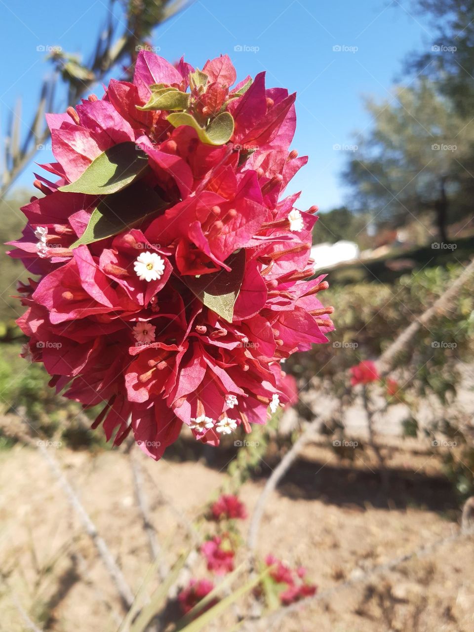 This is an image of a vibrant pink or reddish flower cluster. The flower consists of multiple bracts with small white blossoms in the center, resembling a bougainvillea plant. The background is blurred, showing a sunny outdoor setting with trees and