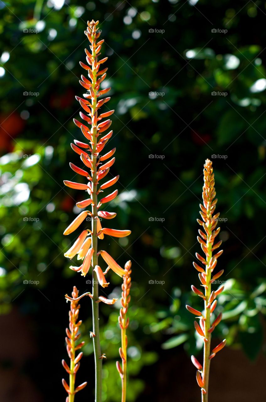 Aloe Vera Flowers