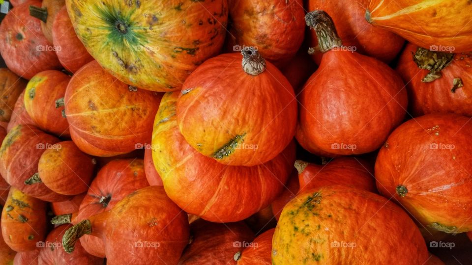 Pumpkin, Fall, No Person, Halloween, Thanksgiving