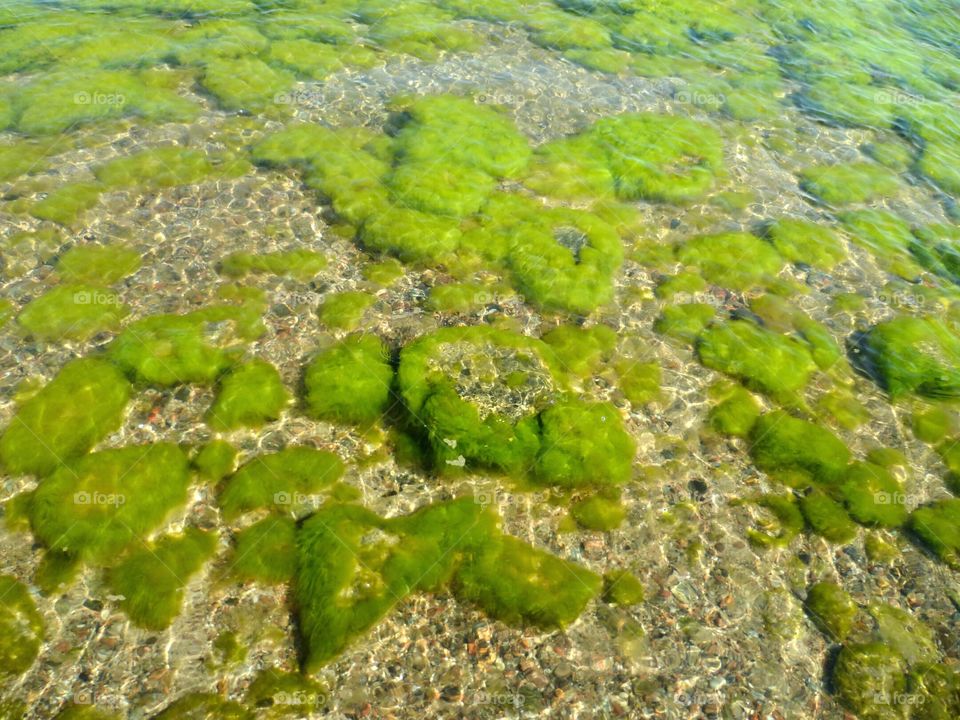 Stones overgrown with algae under water