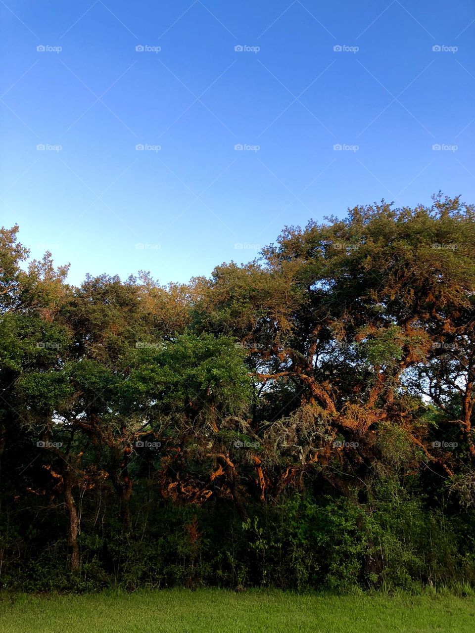 Live oaks glowing from the sun setting after the rain! The wet bark glows from the sun ☀️