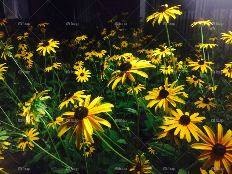 Sunflowers at night! 🌻