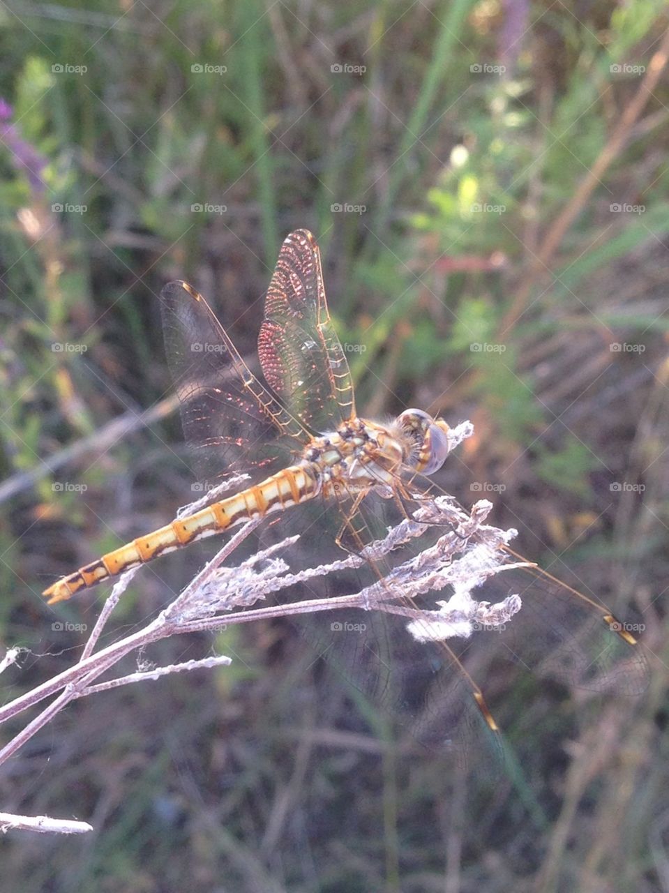Amazing close up of a dragonfly on a branch. See every section of the minuscule wing with a nice nature background. 