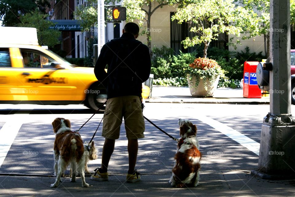 Dog walking in NYC