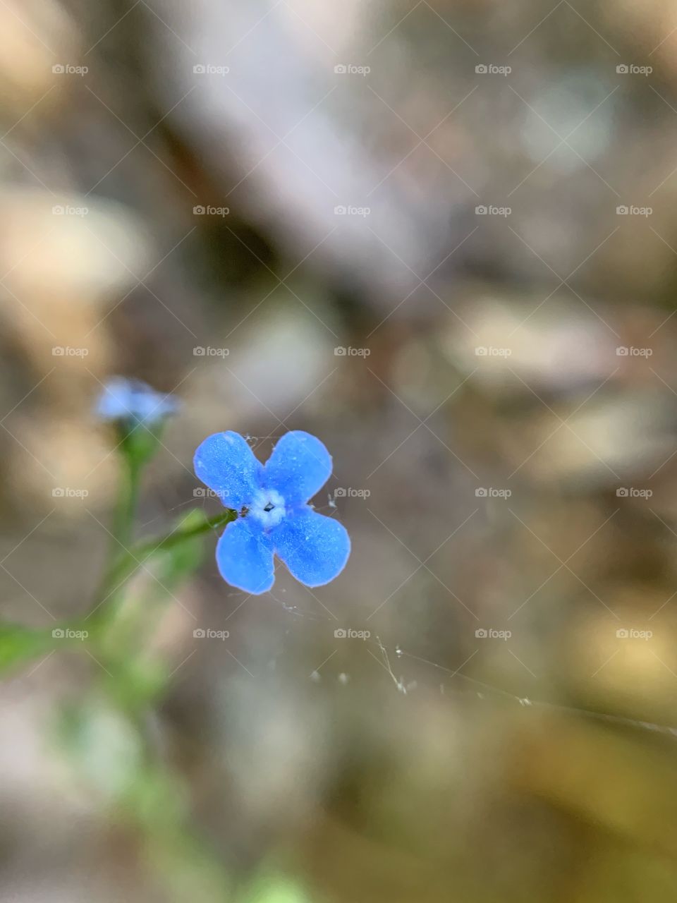 Beautiful flower blossom of Siberian bugloss with sky blue petals. 