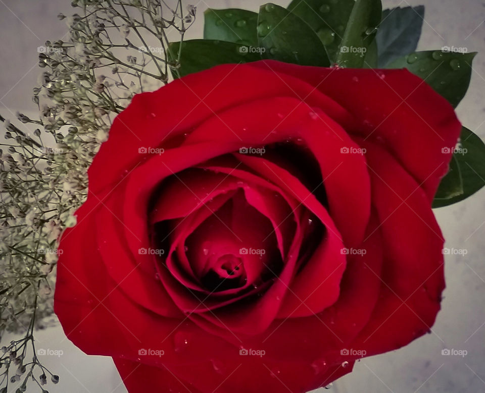Rose, Romance, Love, Flower, Affection
