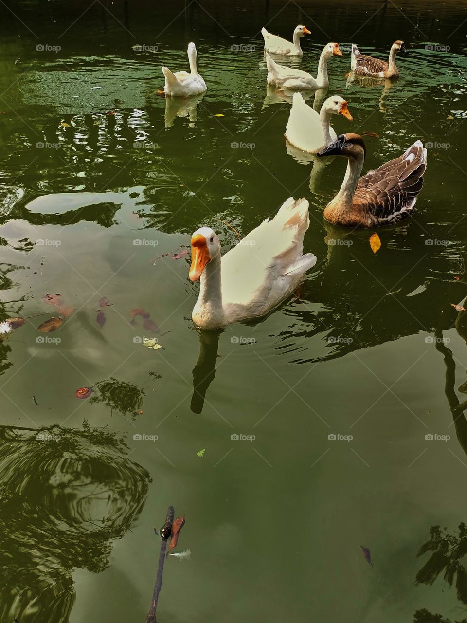 A group of Swan Goose (Anser cygnoides) finding and waiting for food from visitors in the zoo.
