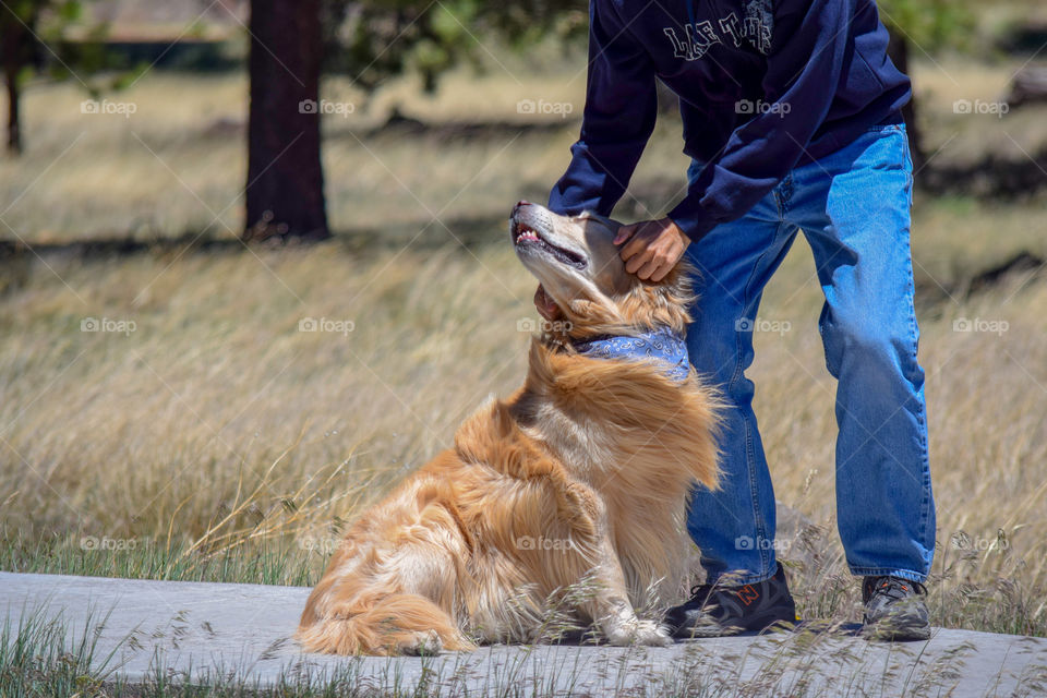 Dog, Outdoors, Nature, Animal, Grass