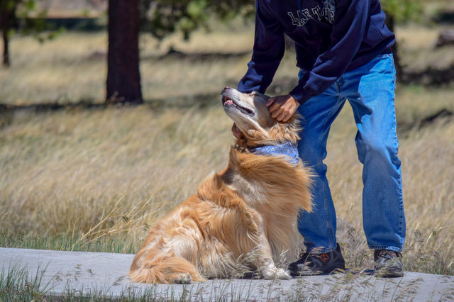 Dog, Outdoors, Nature, Animal, Grass