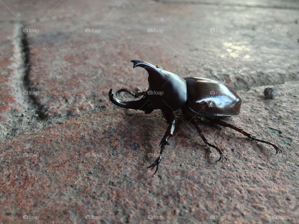 Rhinoceros beetle