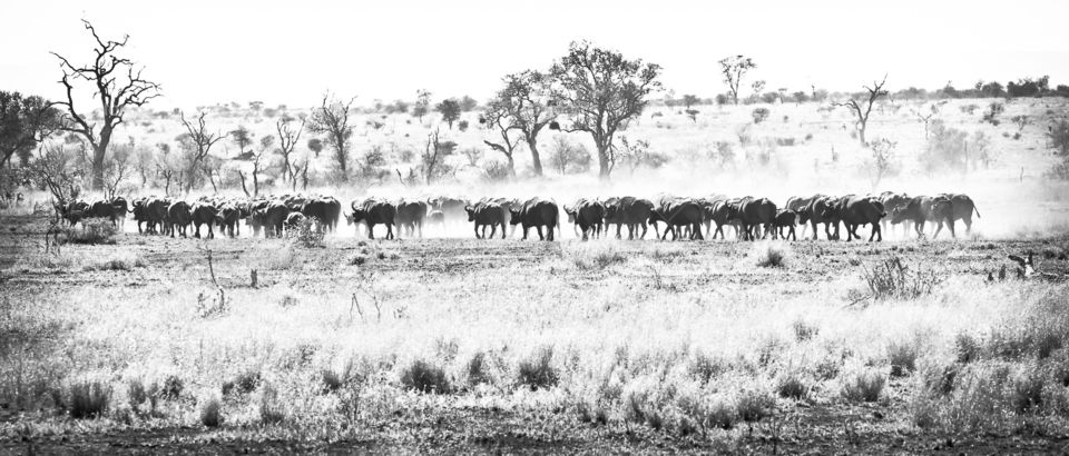 Herd of Buffalo walking in same direction. Black and white image. African big 5 buffaloes. Wildlife at Kruger National Park in South Africa