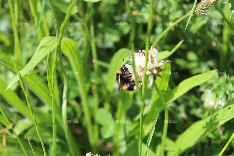 Bee