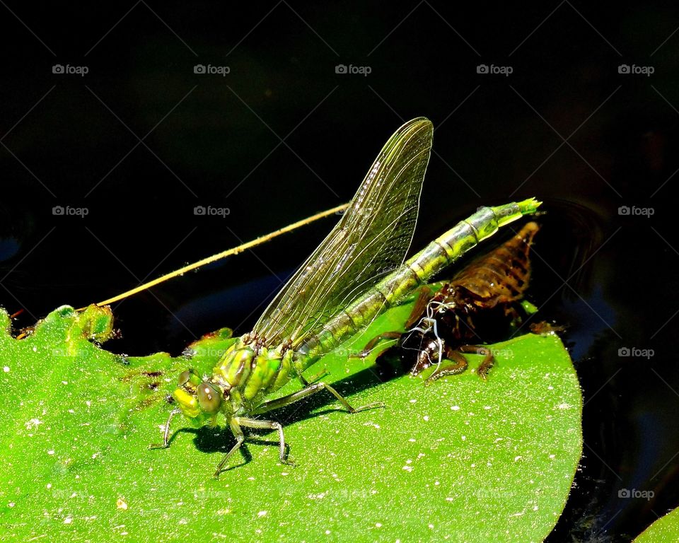 Emergent life. Something beautiful emerges out of its formerly ugly bonds. A wondrous green dragonfly and it's larvae shell on a vibrant green lily pad.