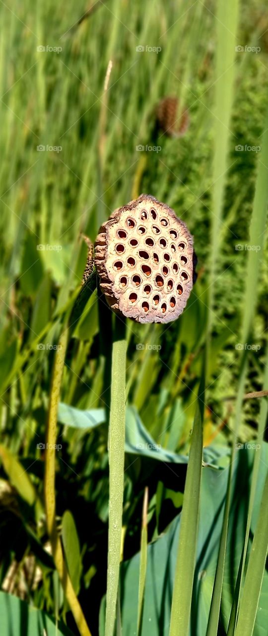 Nelumbo nucifera Gaertn.