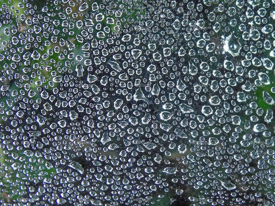 Close-up of wet spider web