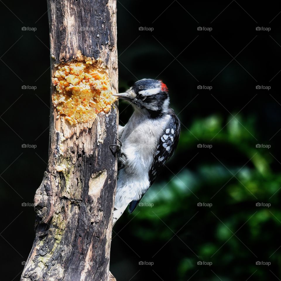 Woodpecker my yard