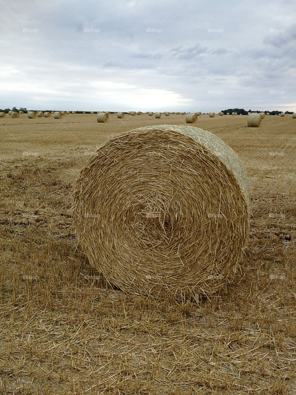 straw for animal feed during the winter