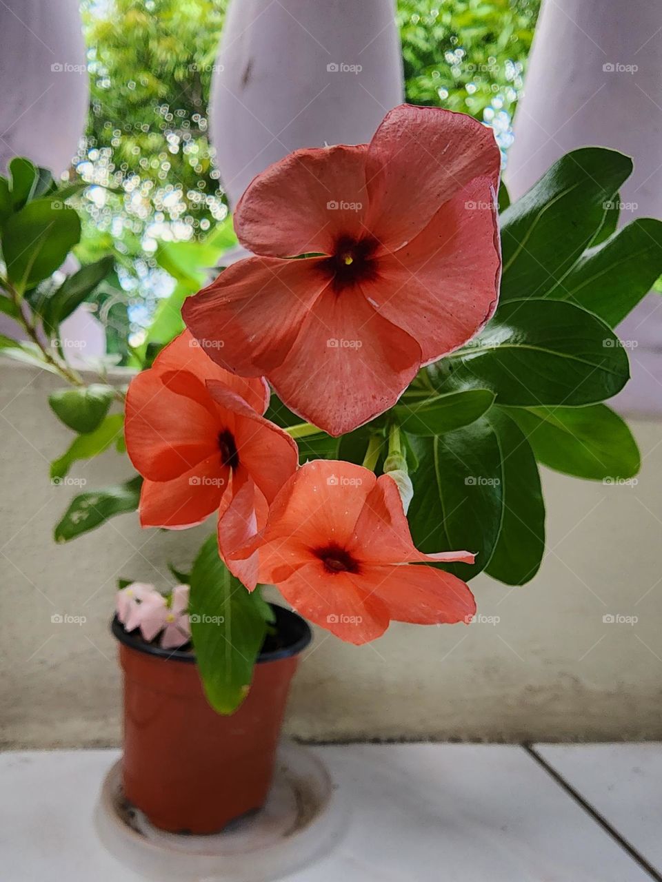orange periwinkle blooms