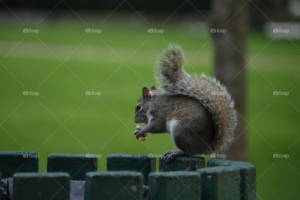 Squirrel . A squirrel stand on park trash can with his latest find 