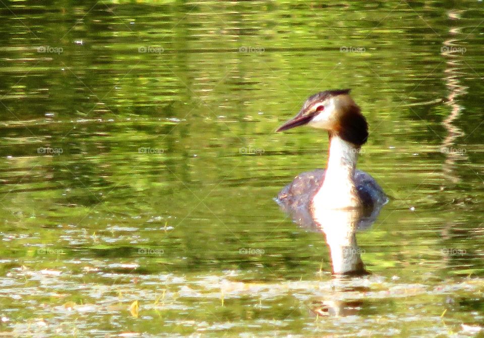 beautiful bird