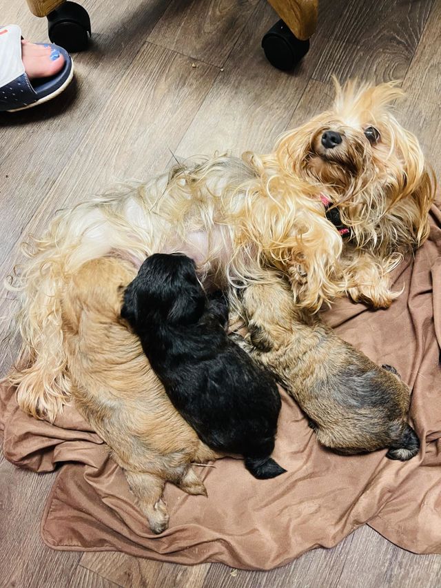 Toto and her three puppies