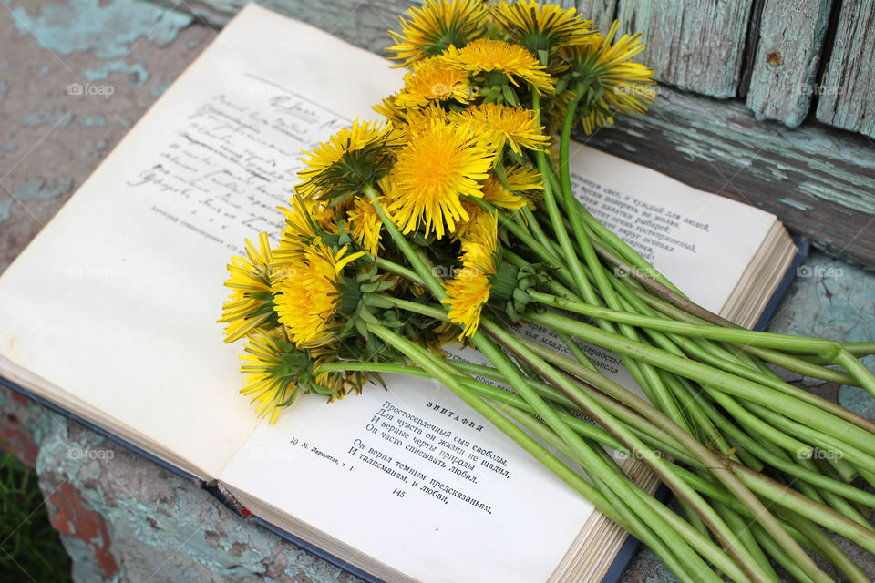 Book, Dandelion, flower, vegetation, plants, meadow, meadow, village, sun, summer, heat, nature, landscape, still life, yellow, white, beautiful, furry,