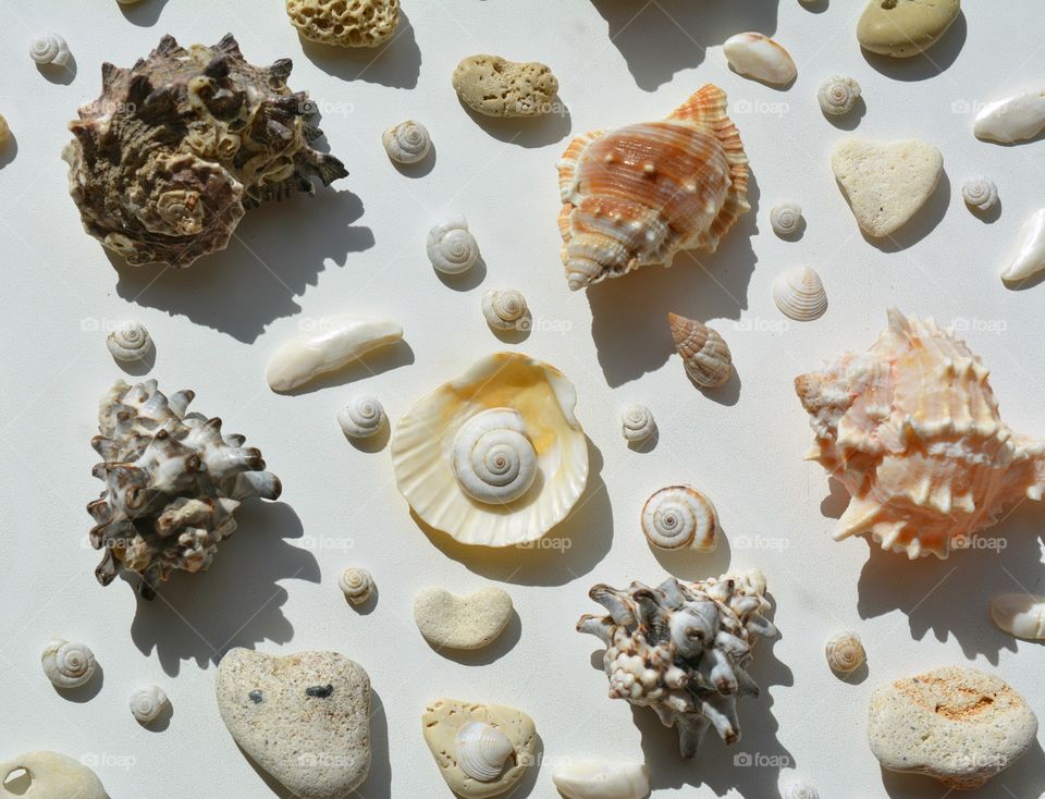 Seashell, Collection, Shell, Decoration, Snail