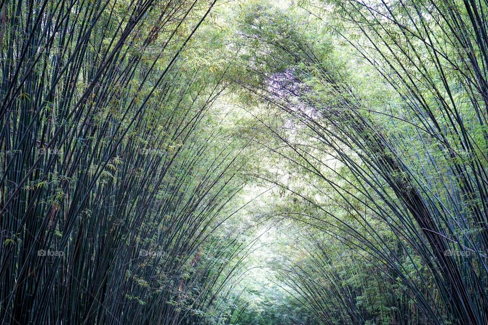 Bamboo tree 🌲 