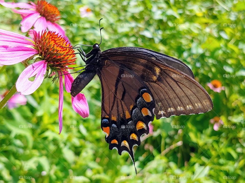 Swallowtail Butterfly