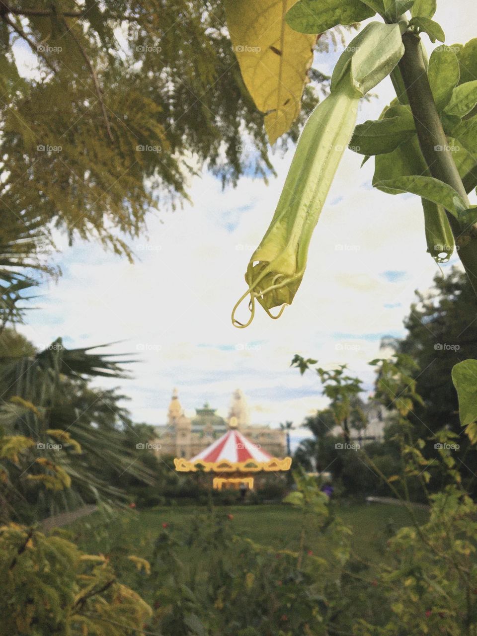 Drops on a Datura flower bud as ornement