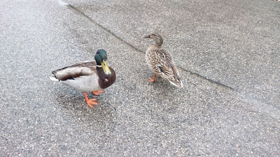 Ducks in the rain
