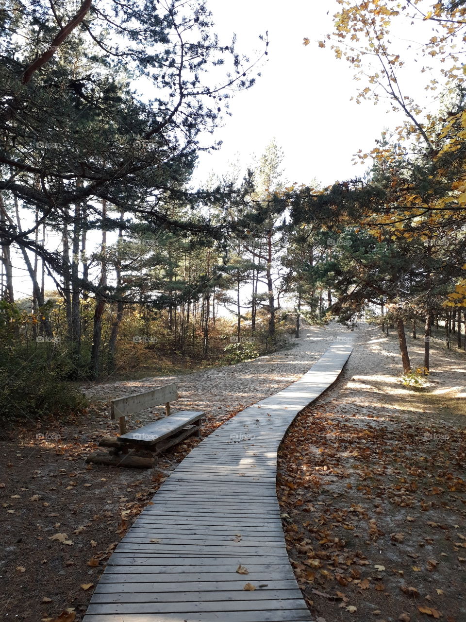 bench in the way to the sea