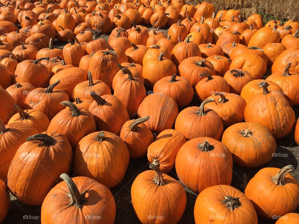 Full frame of a pumpkins