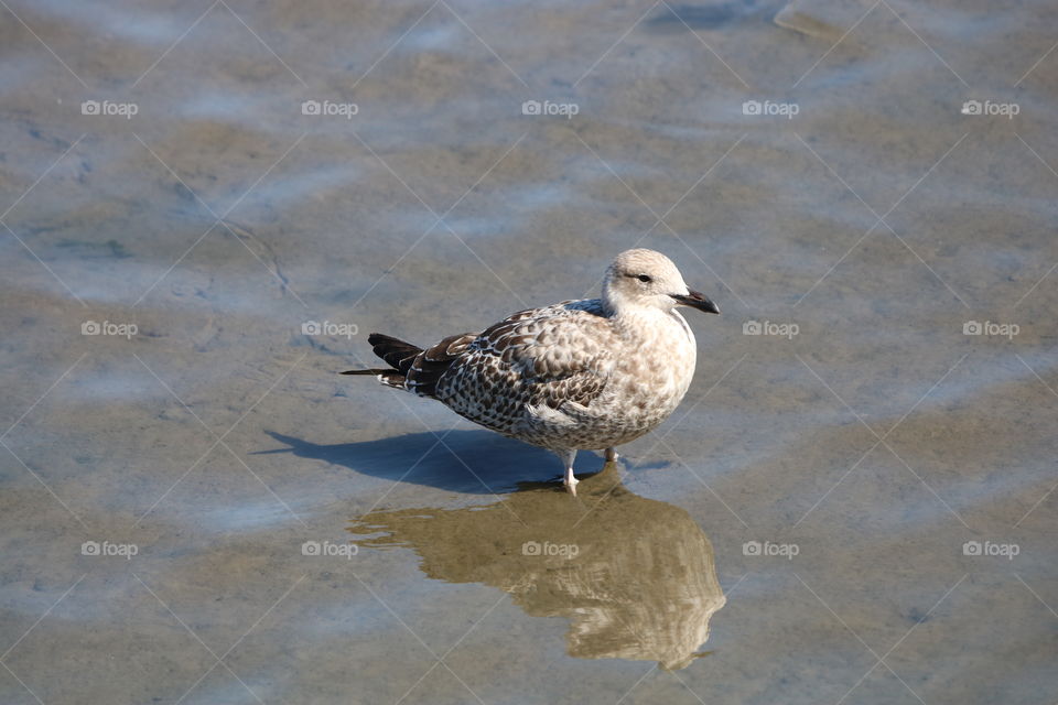 seagull