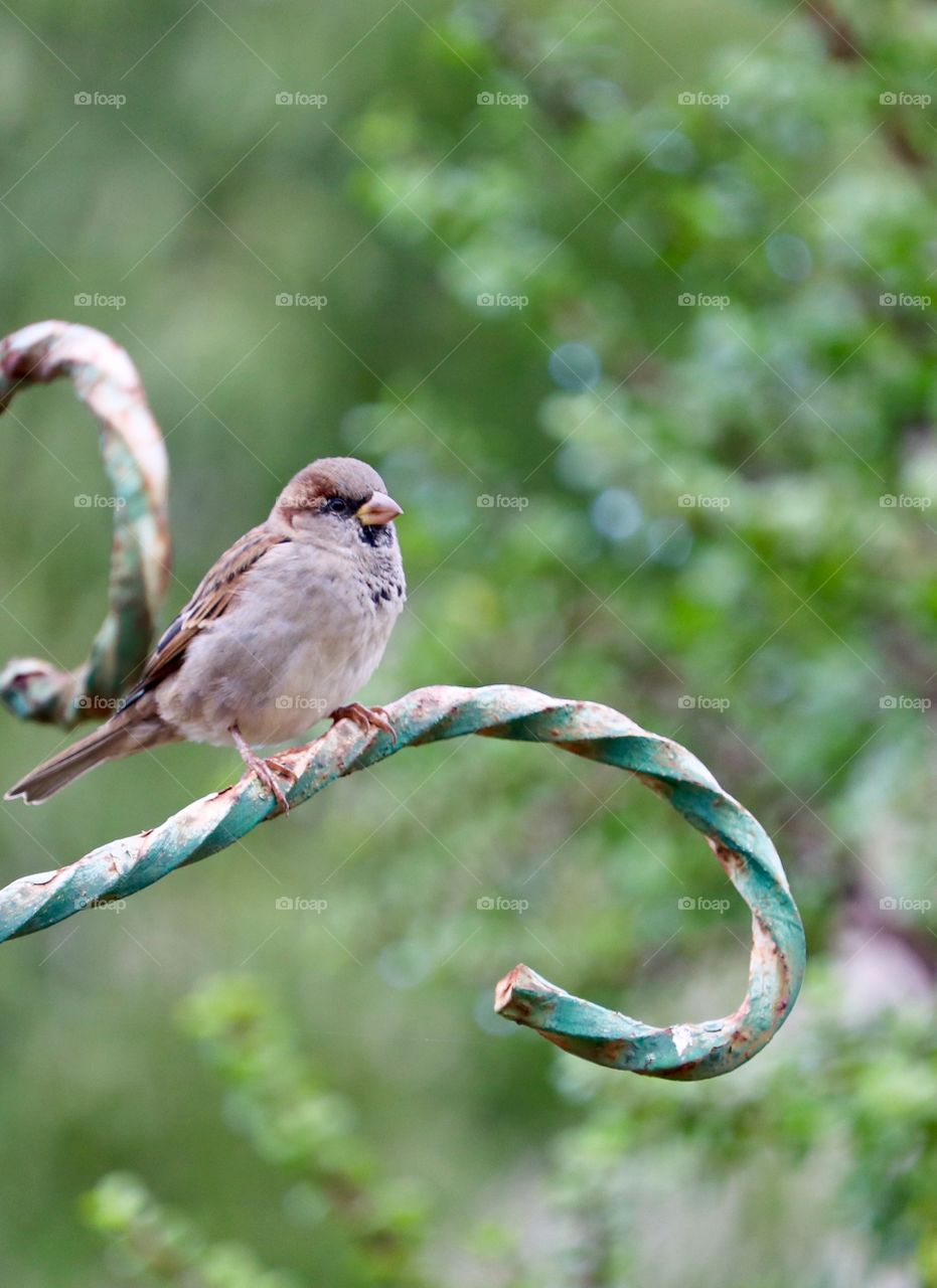 Australian House sparrow  perched on metal iron post, blurred background, closeup 