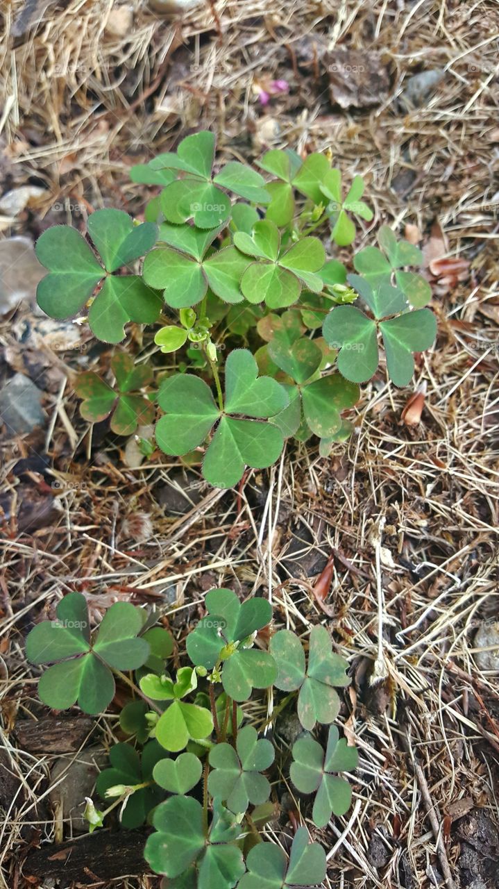 Clover, White Clover, Luck, Saint, Lucky