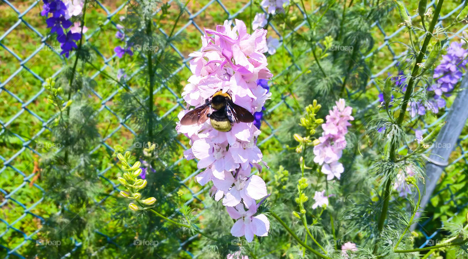 Large Bumblebee on lavender flowers